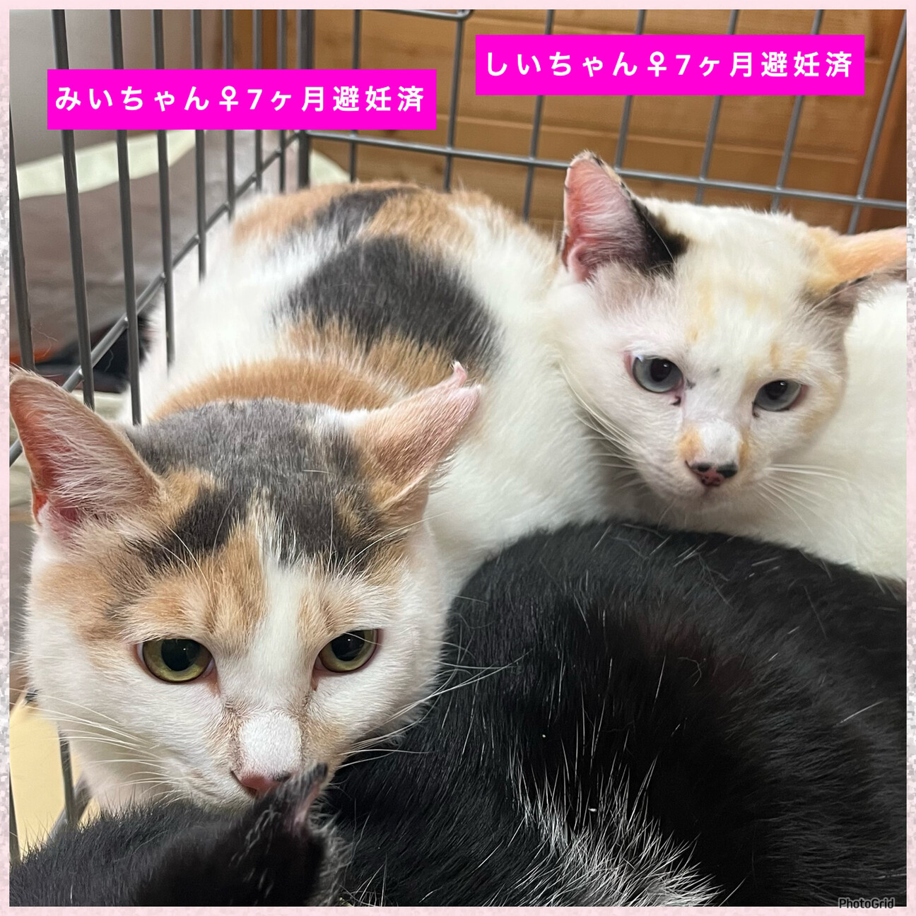 交渉中です☆三毛猫みいち...」山口県 - 猫の里親募集(538492) 3枚目の 
