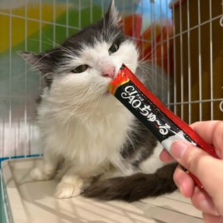 ふわもこしっぽの甘えん坊栗ちゃん♡