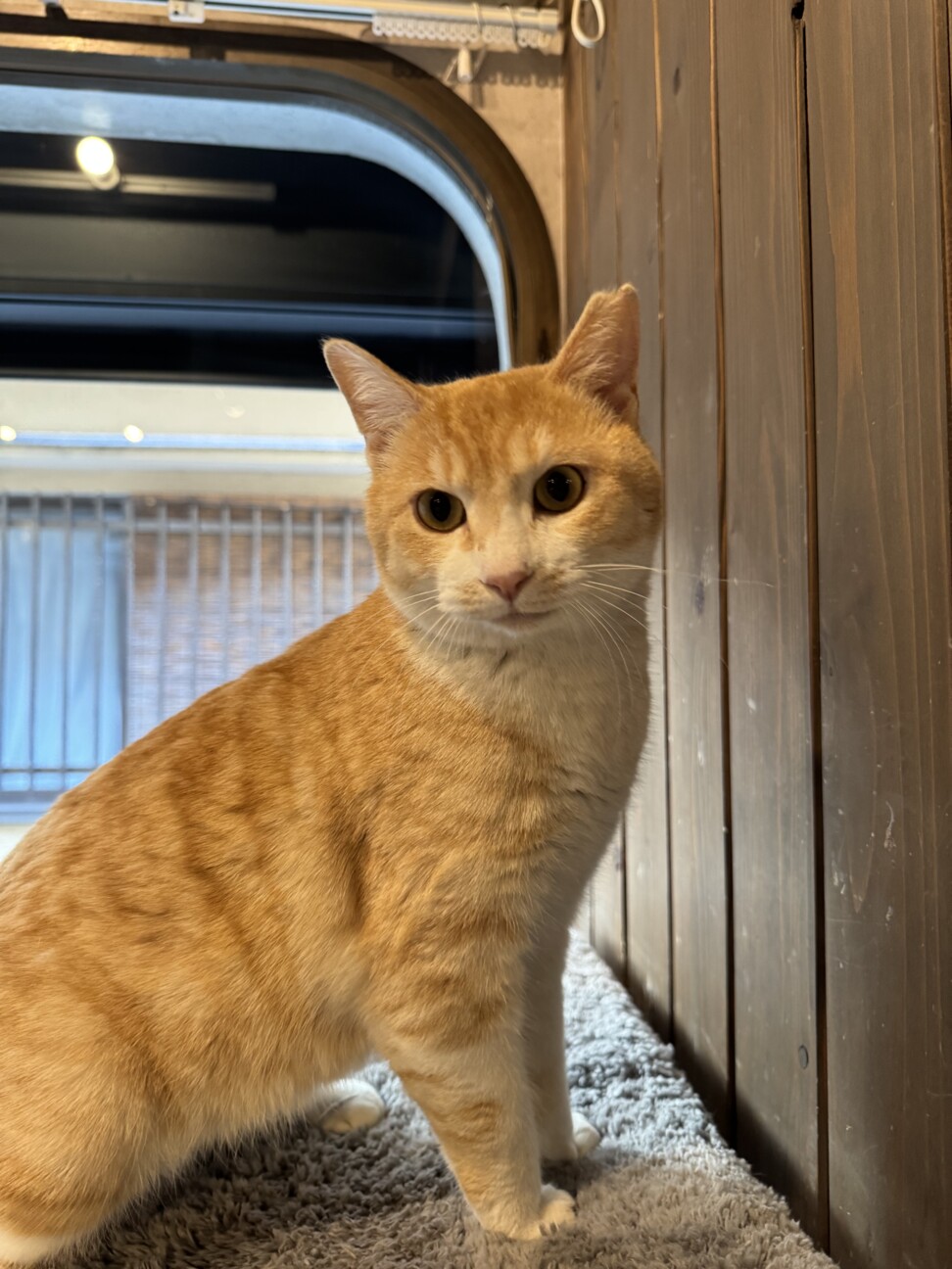 うす茶トラのおしゃべりな」大阪府 - 猫の里親募集(538600) 2枚目の