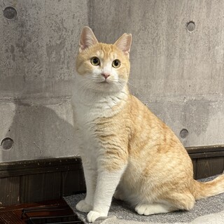 うす茶トラのおしゃべりなむちちゃん♡