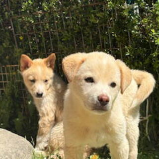 人が大好き甘えん坊のオス子犬