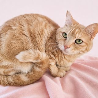 アメショ風！クリーム茶トラ『クリーム君』２歳