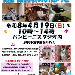 「にゃんのヒゲ」保護ニャンコの譲渡会ｂｙ静岡市清水区