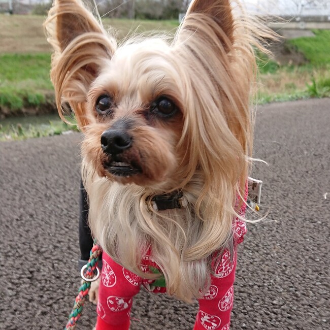 kanaco_chelseaのカバー写真