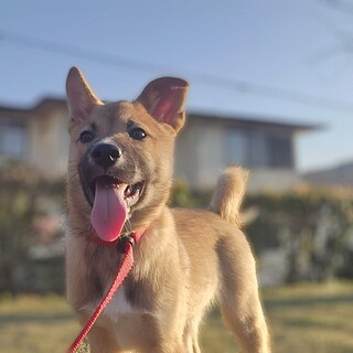 推定3.5ヶ月アンジー