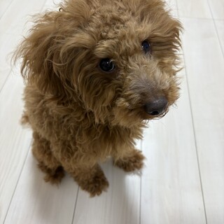 1歳6ヶ月のトイプードルの男の子です