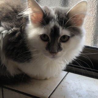 グレ白/長毛　コアラ