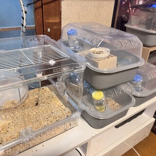 ジャンガリアンハムスター（ブルーサファイア）