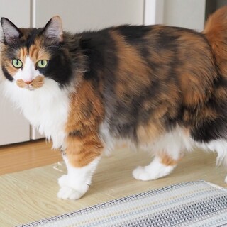 ツン60%デレ40%！モフモフにゃん！