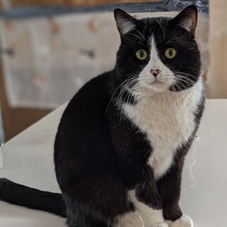 エイズ陽性　超甘えん坊のハチワレくん