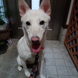 怖がりな女の子　２歳半