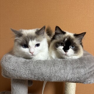 生後9ヶ月のラグドール2匹一緒に引き取り募集