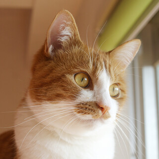 幸せオーラいっぱい！甘え上手な男の子☆ブラームス君