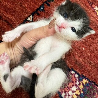 超レア　手のり仔猫八割れ女の子　大切に育てました。