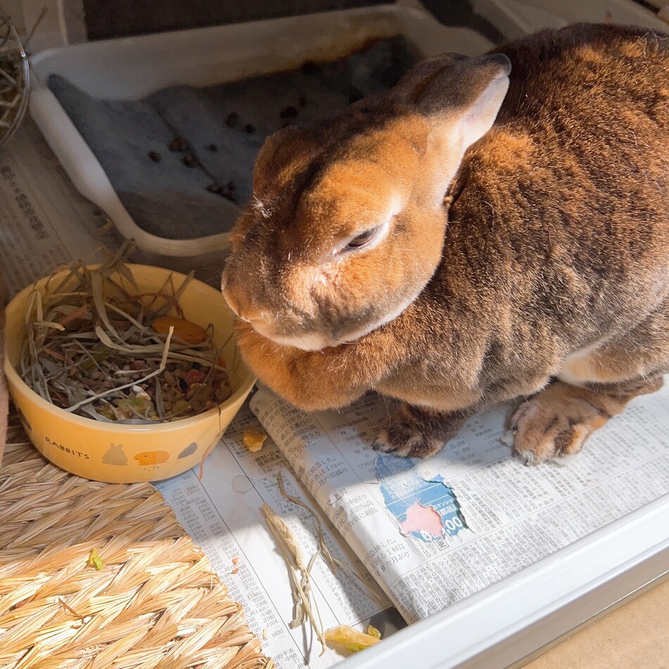 ちゃちゃまるのカバー写真