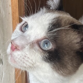 里親を探しています(名前:しずく)