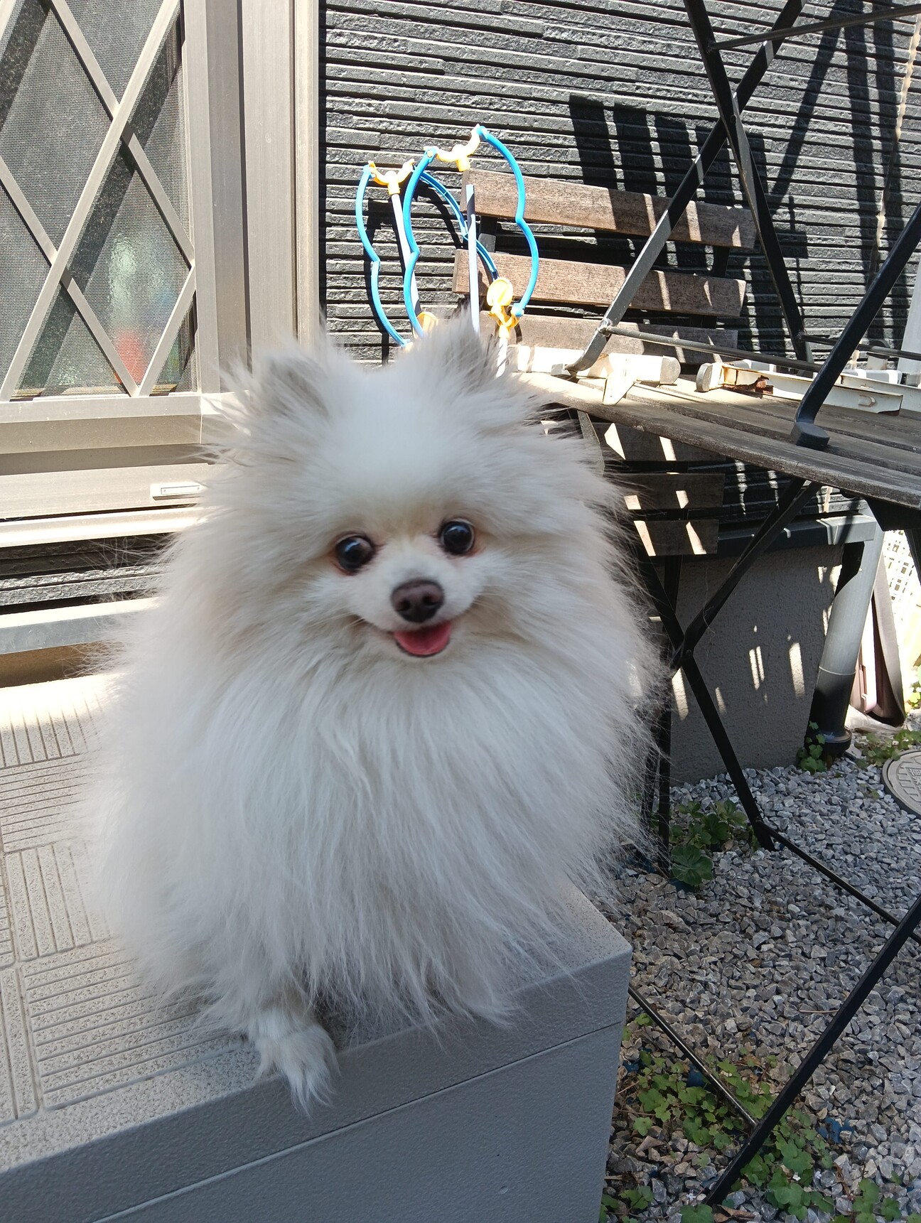 里親探してます」埼玉県 - 犬の里親募集(538615) 1枚目の画像 