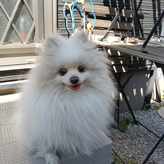 里親探してます