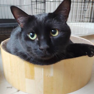とても甘えん坊な黒猫おぐらあん男の仔！