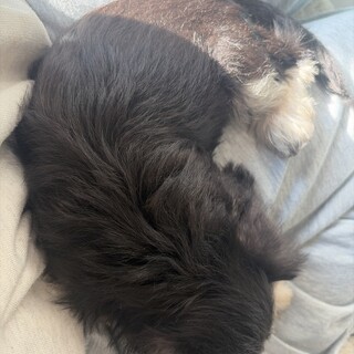 生後2ヶ月 ミニチュアシュナウザー 男の子