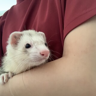 ホールデンフェレットの里親募集