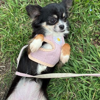 【チワワ】推定４歳前後♀クロミちゃん