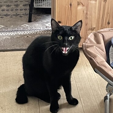 マルフォイ、復活。元気になりました。