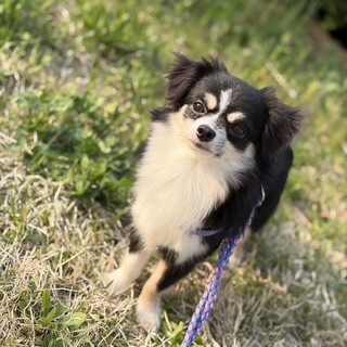 【チワワ】推定２歳前後♂リアンくん