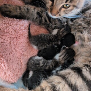 4/8産まれたての猫ベビー