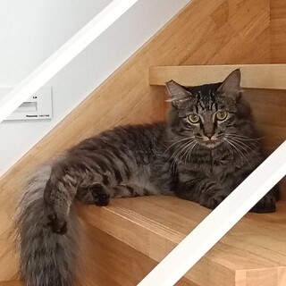 小タヌキみたいな、長毛チョモ君　足短っ！