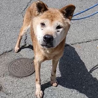 シニアだけど元気いっぱい♡【桜音（おと）】さん