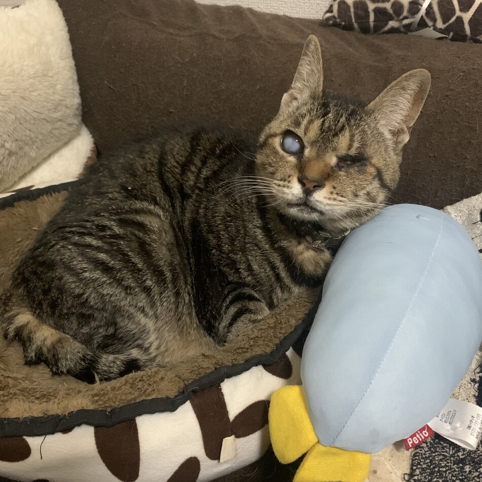 アイちゃんのカバー写真