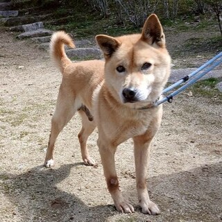 和犬風ミックスの【心晴（こはる）】くん