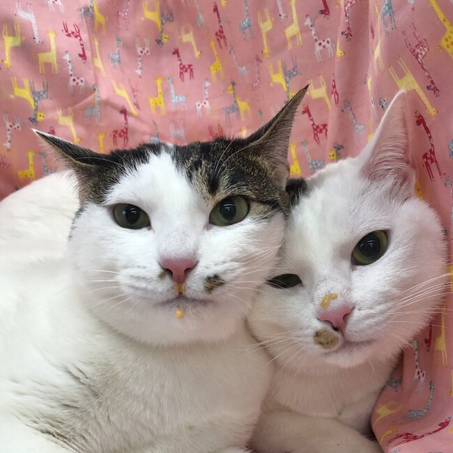 おふとんのカバー写真