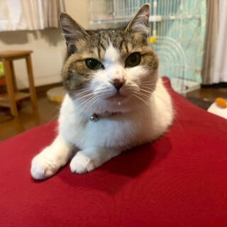 寂しがりやで好奇心旺盛❤みー子ちゃん