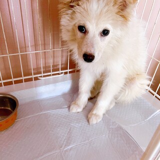 美人な姉妹ララちゃん