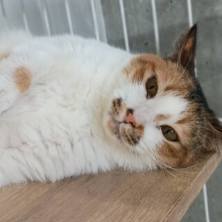 みけちゃんの家族募集【全国から応募可】