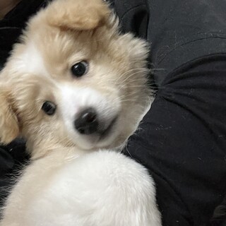 野犬から心を開き始めた男の子