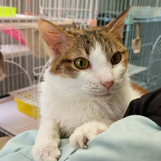 ミケミケちゃんの家族募集【全国から応募可】