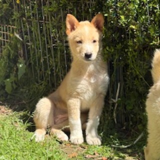 ムダ吠えなし・健康めす子犬