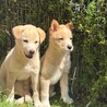 ムダ吠えなし・健康めす子犬 サムネイル3