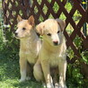 ムダ吠えなし・健康めす子犬 サムネイル5