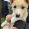 ムダ吠えなし・健康めす子犬 サムネイル6