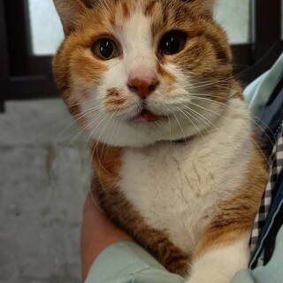 丸顔みけの家族募集【全国から応募可】