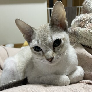 シンガプーラの里親募集