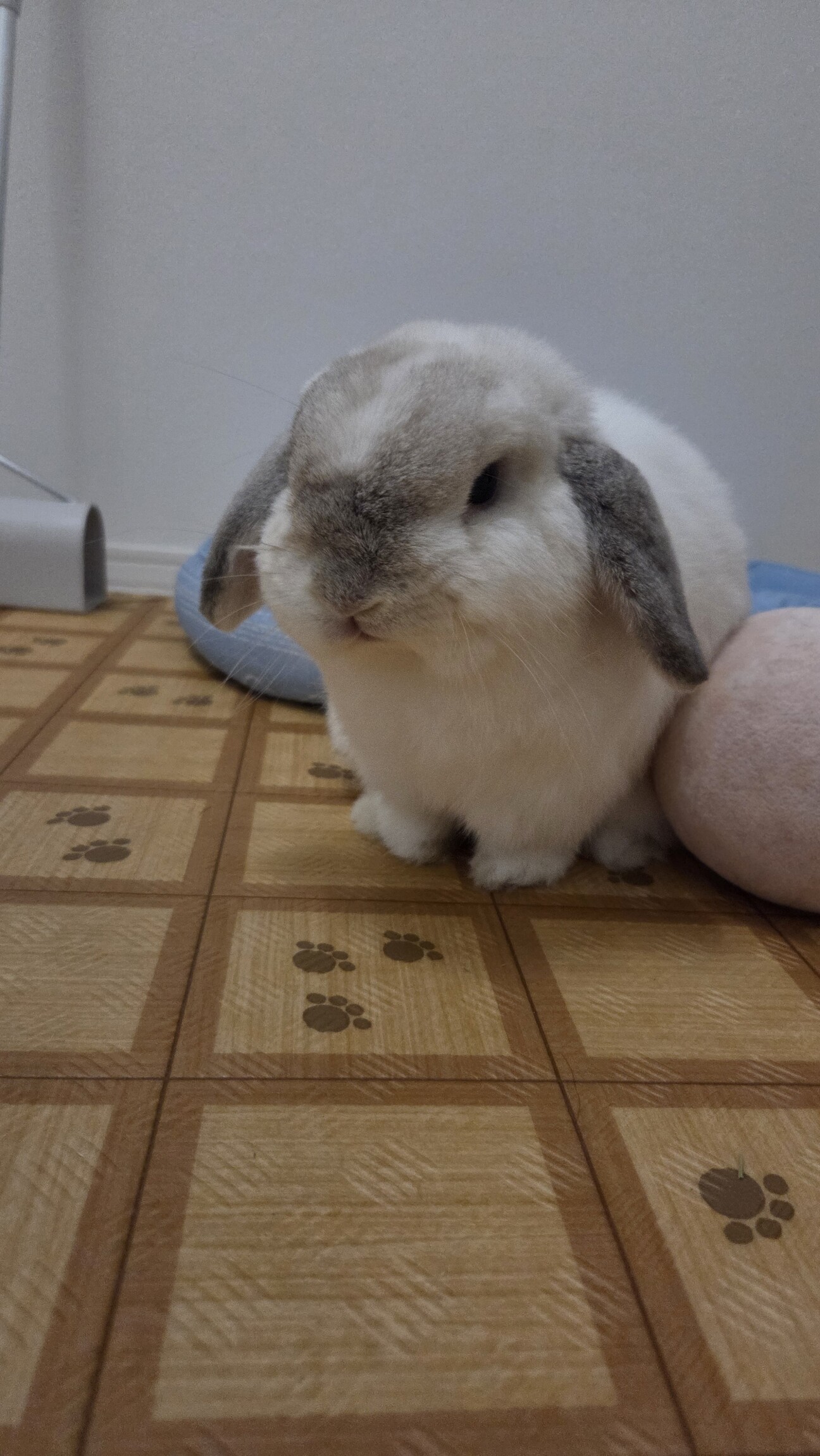 ホーランドロップの男の子です。」愛知県 - 小動物の里親募集(538633