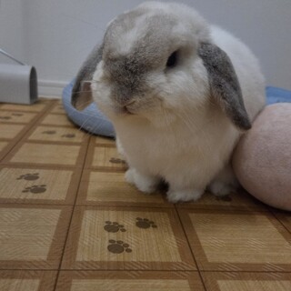 ホーランドロップの男の子です。