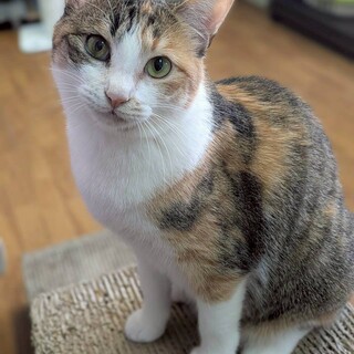 ナデナデ大好き♡三毛ママ　ジャフィー♀