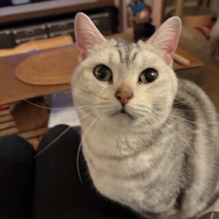 アメショーの女の子　9歳