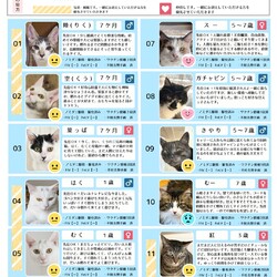 4月12日｛ラブとハッピー府中 保護猫譲渡会｝
